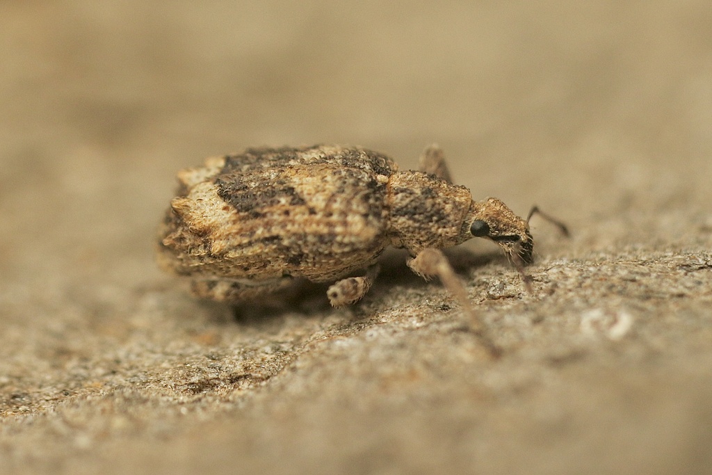 Ethemaia sellata
