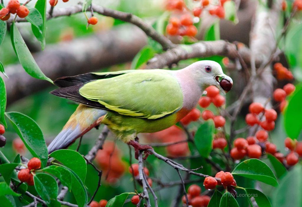 Pink-necked Green-Pigeon (Treron vernans) photo