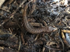 Desmognathus wrighti