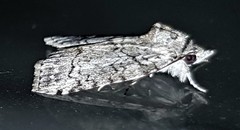 Nycteola polycyma