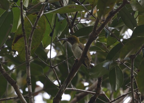 Grey-breasted Spiderhunter (Arachnothera modesta), photo 7