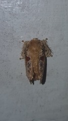 Chalcocelis albiguttatus