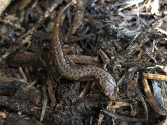 Desmognathus wrighti