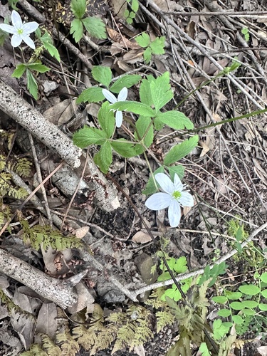 Image of Gray's anemone by no rights reserved