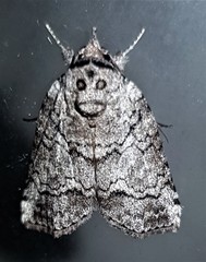 Nycteola polycyma
