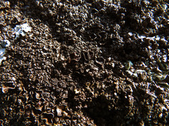 Xanthoparmelia pulla