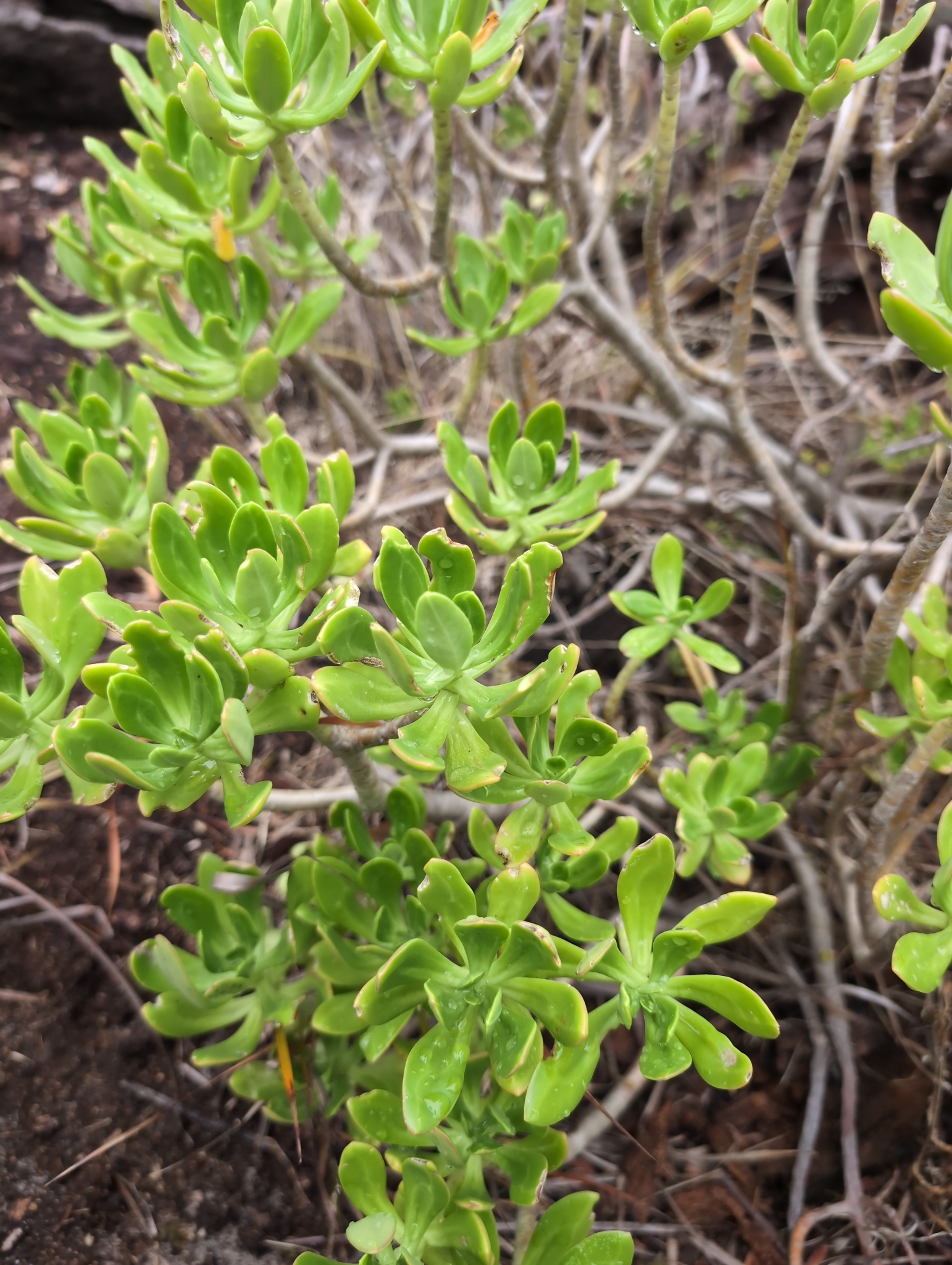 Imagem de Planta jade