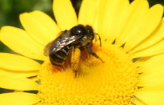 Melissodes illatus