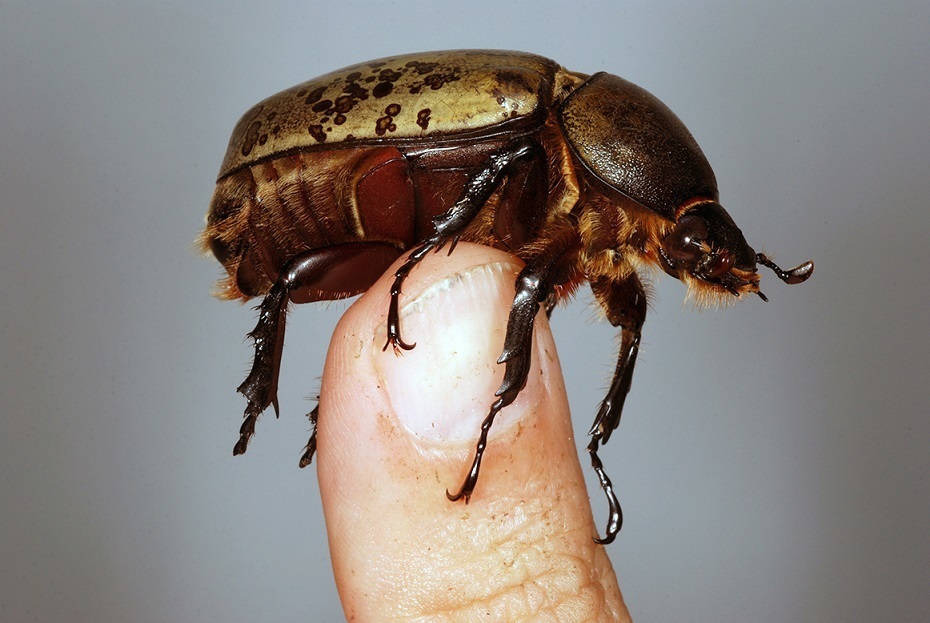 Eastern Hercules Beetle