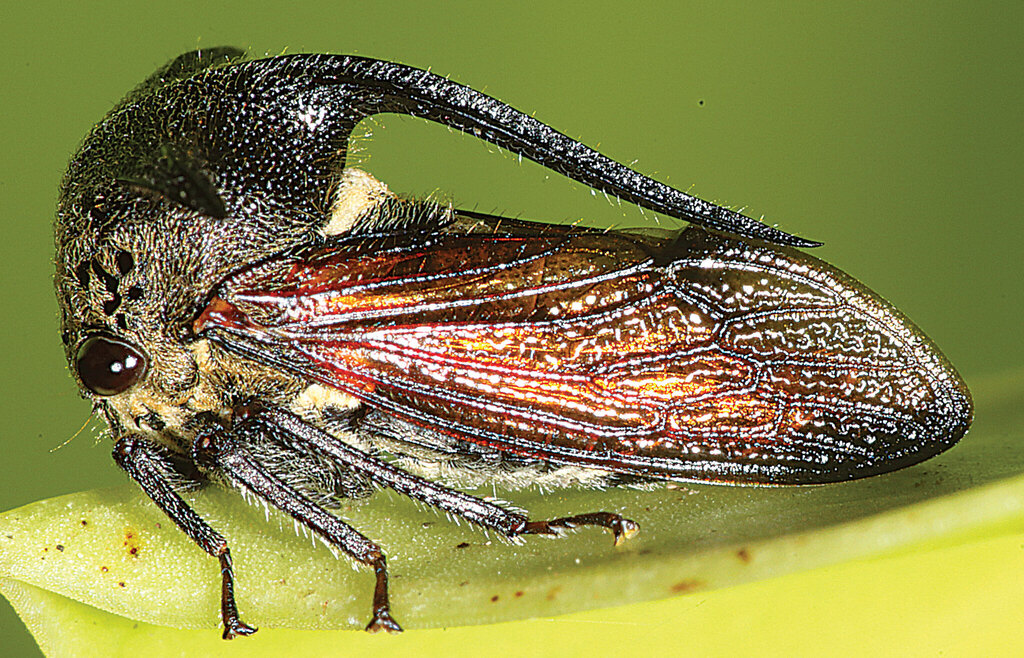 Boccharini