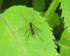 Ptychoptera contaminata