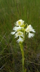 Platanthera praeclara