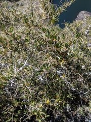 Cercocarpus ledifolius intermontanus