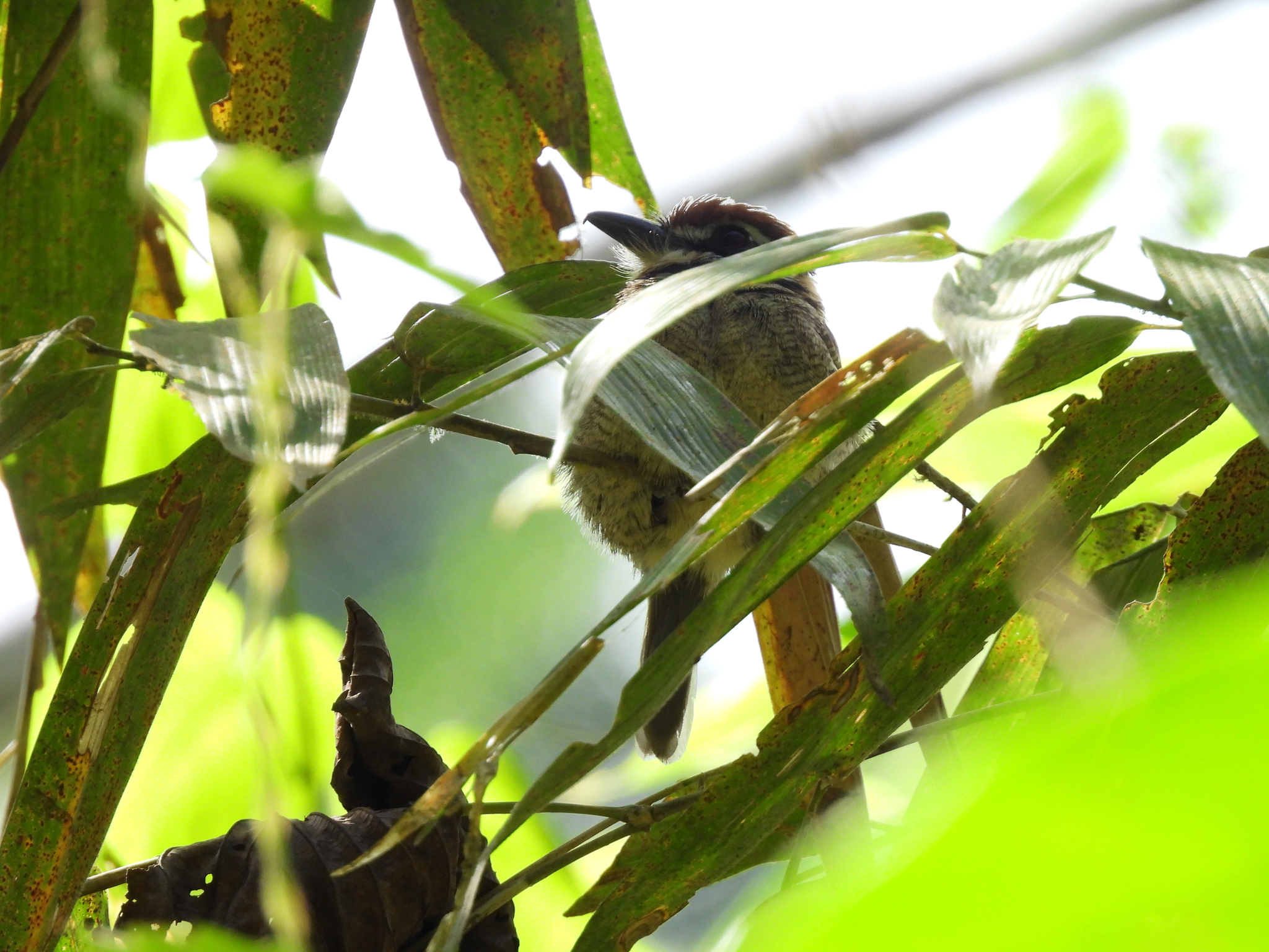 Chestnut-capped Puffbird (Bucco macrodactylus), photo 7