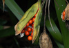 Stinking Iris - Photo (c) Caiden, some rights reserved (CC BY-NC), uploaded by Caiden