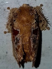 Chalcocelis albiguttatus