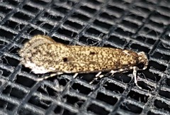 Praeacedes atomosella