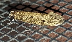 Praeacedes atomosella