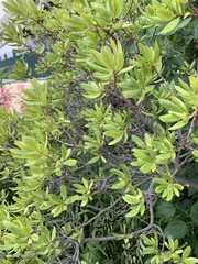 Myricaceae