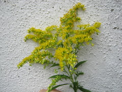 Solidago canadensis
