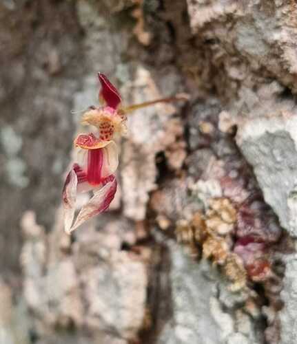 Bulbophyllum ayuthayense J.J.Verm., Schuit. & de Vogel
