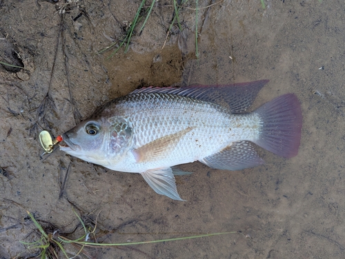 Oreochromis andersonii