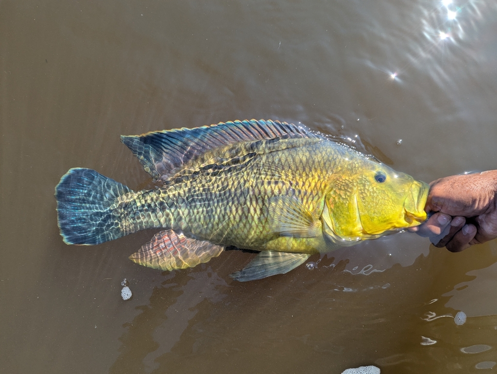 Nembwe (Serranochromis jallae) — Cichlidae