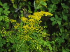 Solidago canadensis
