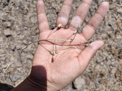 Drimia indica