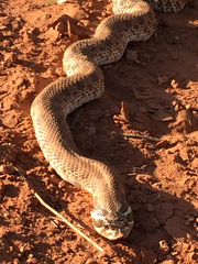 Heterodon nasicus