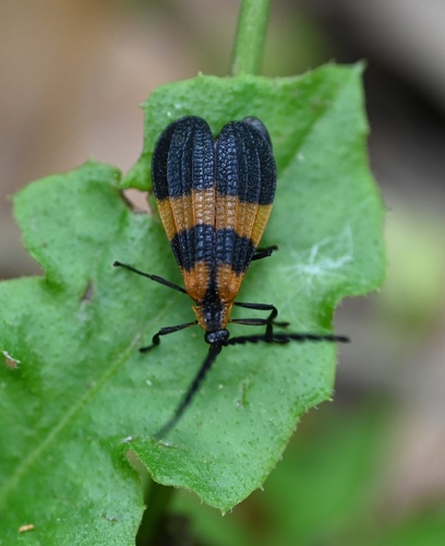 Banded Net-winged Beetle photo 4