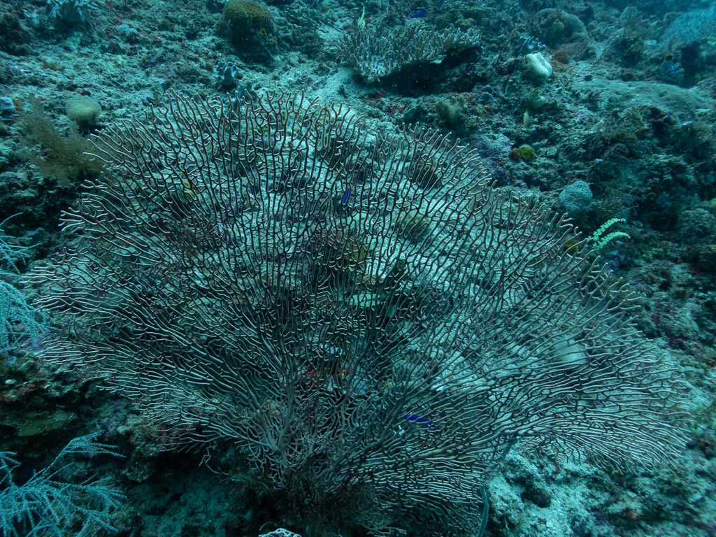 Giant Sea Fan