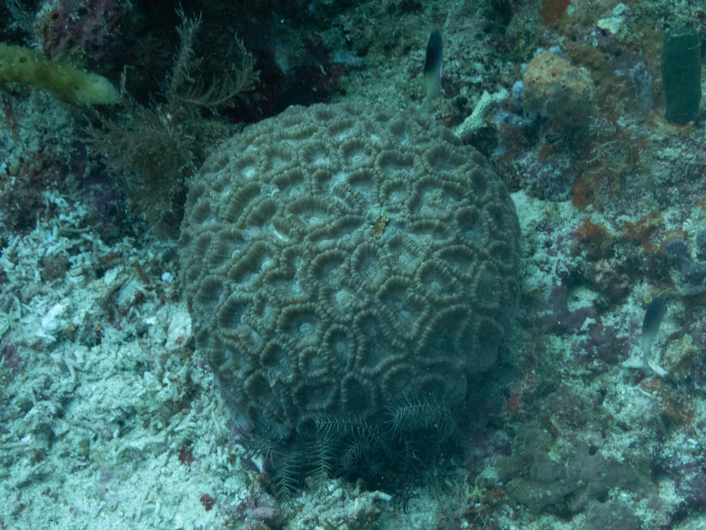 Astraeosmilia coral (no English common name)