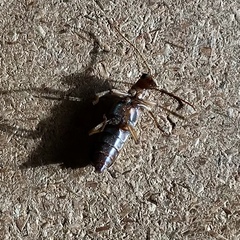 Ortholeptura valida