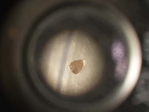 Punctum randolphi observed 2025-03-27