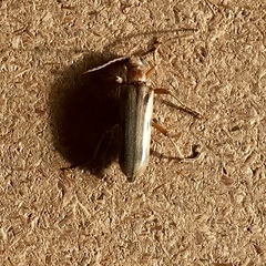 Ortholeptura valida