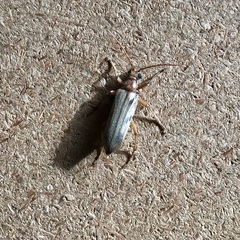 Ortholeptura valida