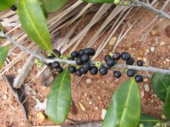 Ilex guianensis