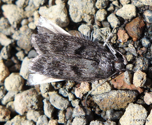 Thyrocopa observed 2016-08-14