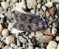 Thyrocopa apatela