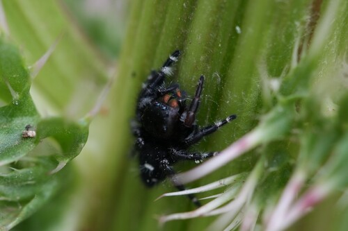 Bold Jumping Spider photographed in Louisiana