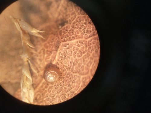 Punctum randolphi observed 2025-03-27