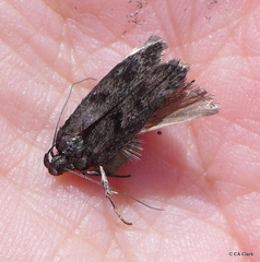 Thyrocopa apatela