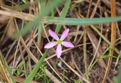 Sabatia stellaris