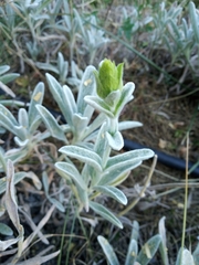 Sideritis raeseri