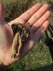 Agaricus deserticola