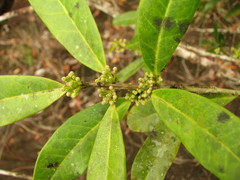 Ilex guianensis