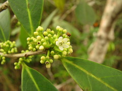 Ilex guianensis