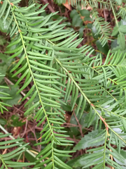 Taxaceae