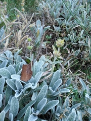 Sideritis raeseri